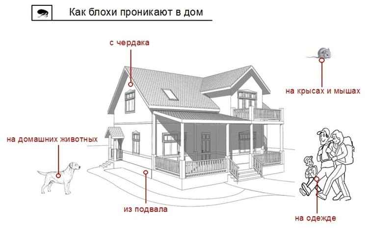 На фото описано,как блохи проникают в дом